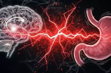 High-Fat Diet Disrupts Gut-Brain Serotonin Pathway