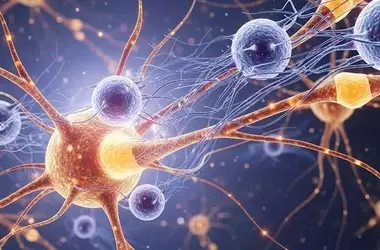 Brain's Immune Cells Regulate Anxiety: A New Perspective Beyond Neurons