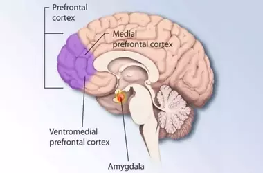 Prefrontal Cortex Uses Distinct Pathways to Modulate Visual Processing