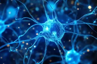 Caloric restriction could potentially slow brain aging