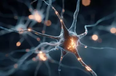 Discovery of Brain Cells Offering Potential Schizophrenia Symptom Prevention