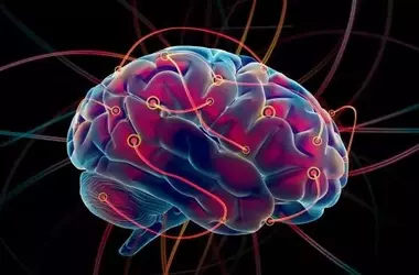 La restrizione calorica e la salute del cervello: una nuova prospettiva per l'invecchiamento