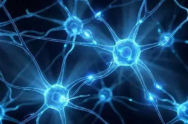 Brain Plasticity Peaks at Day's End, Study Finds