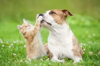 Embracing Playfulness: A Path to Enriched Living