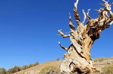 Científicos Reevalúan Estudios de Longevidad Tras la Pérdida de un Pino Ancestral