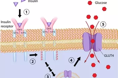 Understanding Anti-Diabetic Medications: A Comprehensive Scientific Overview