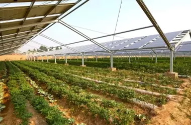 Estudio Revela Distancia Óptima entre Paneles Solares y Cultivos para Maximizar Cosecha y Producción Eléctrica