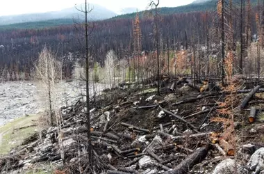 La regeneración natural de los bosques en el noroeste peninsular enfrenta desafíos: un estudio revela la influencia de incendios y cambios de uso del suelo