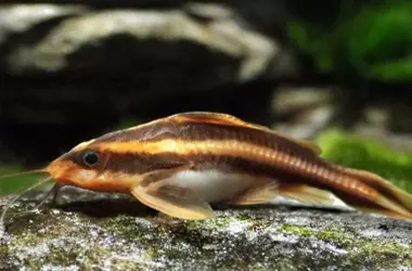 Un Misterio Natural: Miles de Peces Gato Trepan Cascadas en Brasil