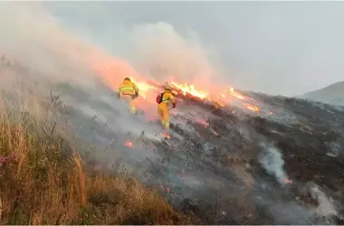Nuevas medidas para la restauración forestal post-incendios en España tras el verano de 2025