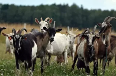Xàbia lidera la prevención de incendios con pastoreo caprino ecológico