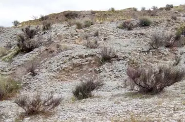 Cianobacterias y residuos de papel: una solución innovadora para la restauración de suelos áridos