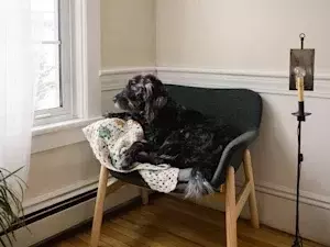 Overcoming Canine Separation Anxiety: A Modern Training Approach