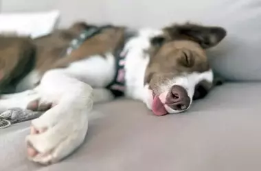 The Crucial Role of Sleep in Canine Learning and Training