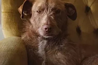 Unraveling the Intelligence of Cats vs. Dogs: A Comparative Analysis