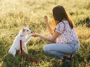 Mastering the 'Stay' Command: A Comprehensive Guide to Dog Training
