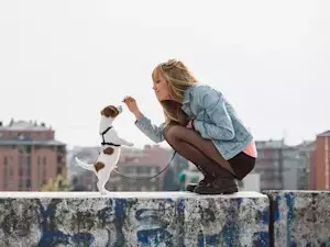 The Art and Science of Dog Trick Training