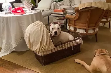 Integrating Canine Companions with a Newborn