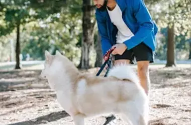 Common Dog Training Missteps and How to Avoid Them