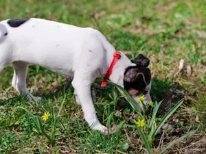 Unleashing Canine Superpowers: The Rise of Nose Work for Dogs