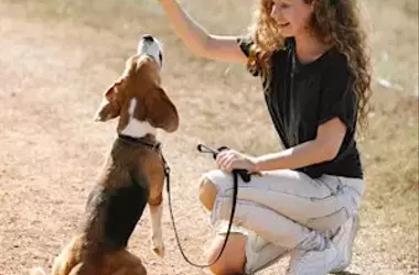 Transforming Dog Training: A Positive Reinforcement Approach