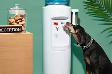 Integrating Your Canine Companion into the Workplace: A Comprehensive Guide