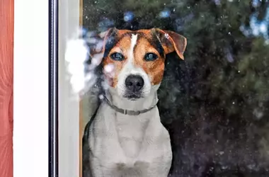 Smart Hacks for Managing Your Dog's Challenging Behaviors