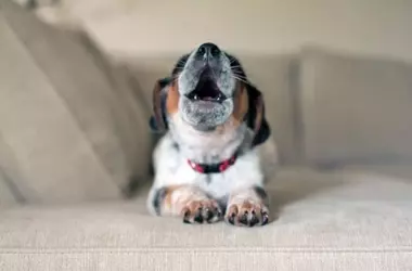 Decoding Canine Communication: Understanding Why Dogs Bark Repeatedly