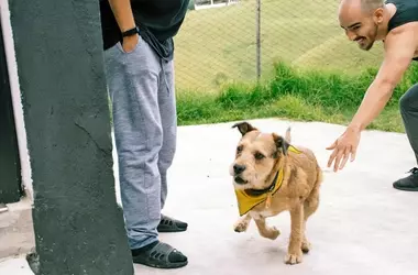 Mastering Canine Recall: A Guide to Preventing Your Dog From Running Away