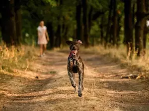 Mastering the Art of Dog Recall: Building a Positive Connection