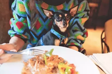 Mastering Canine Dining Etiquette: A Guide to Socializing Your Dog at Restaurants