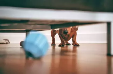 Understanding Your Dog's Couch-Hiding Habit and Finding Playtime Solutions