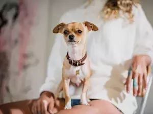 Overcoming Fence Aggression: A Guide to Calming Your Protective Dog