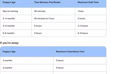 Mastering Puppy Potty Training: A Comprehensive Guide