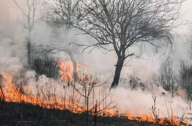 Incendios forestales sin precedentes en el noroeste de España en 2025: la mitad de la superficie quemada en Europa
