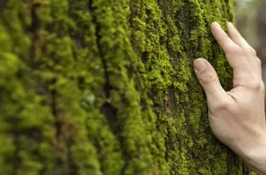 Agenda ambiental global para 2026: Cumbres y conmemoraciones esenciales