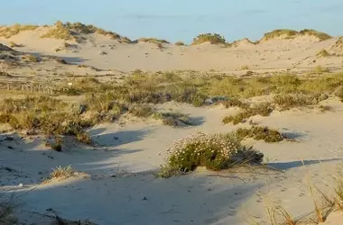Las Dunas Milenarias de Matalascañas: Un Patrimonio Natural Amenazado por la Erosión y la Gestión Insuficiente en Doñana