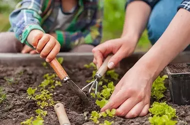 Preschool Gardening Enhances Children's Eating Habits, Physical Activity, and Nature Connection