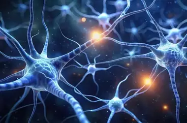 Familiar Rewards Bias Decision-Making by Engaging the Premotor System