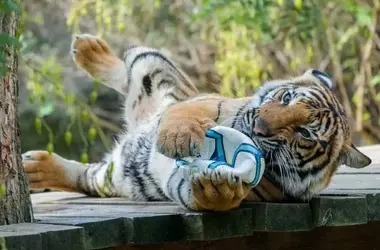 The Profound Impact of Play on Animal Well-being