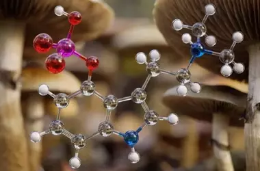 Low-Dose Psilocybin Mitigates Weight Gain and Hyperglycemia in Obese Mice