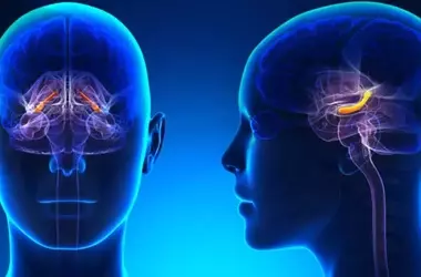 Left Hippocampus Size Predicts Antidepressant Efficacy