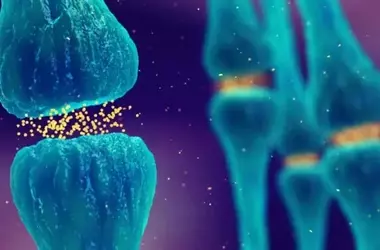 Brain Pathways That Regulate Cravings For Unhealthy Food Identified