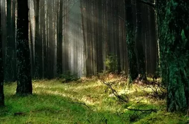 La Reforestación en Europa: Diseñando los Bosques del Futuro con Ciencia y Tecnología