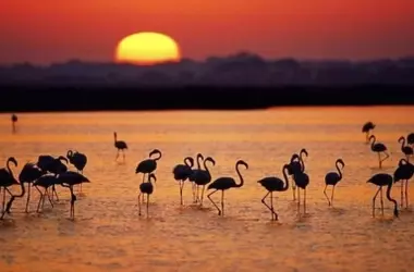 La Junta de Andalucía Impugna la Delimitación de Marismas en Doñana, Desatando un Debate Ambiental y Legal