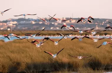 El Gobierno Busca Revitalizar la Laguna de La Janda: Un "Manual" Ecol￳gico para el Futuro