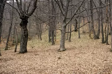 Madrid invertirá 160 millones para proteger sus áreas forestales y prevenir incendios hasta 2030