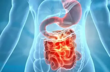 Gut Microbiome's Role in Age-Related Memory Decline Uncovered