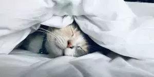 Mindfulness for Better Sleep: Calming the Restless Mind