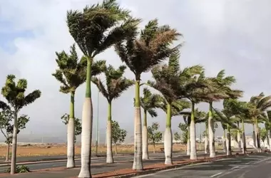 Borrasca Therese Azota Canarias: Alertas Meteorológicas por Tormentas y Vientos Fuertes